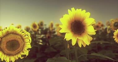 CGI Sunset over a sunflower field with vibrant blooms and green leaves video