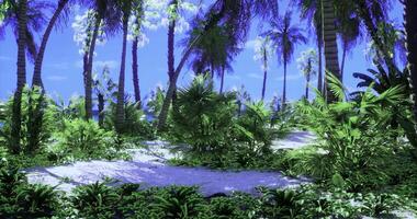 CGI Tropical paradise with palm trees and lush greenery near the ocean video