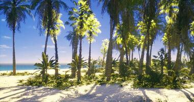 CGI Lush tropical palm trees by a serene beach during midday sunlight video