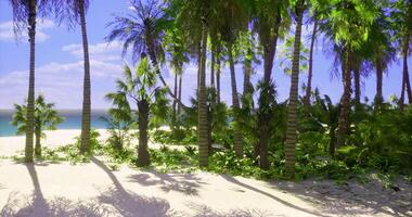 CGI Lush tropical paradise with palm trees and sandy beach under clear sky video