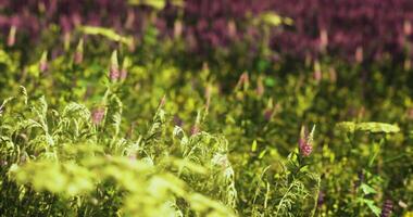 CGI Vibrant wildflower field in full bloom during a sunny afternoon video
