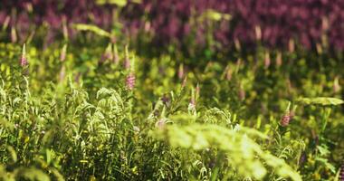 CGI Vibrant wildflower field displaying diverse colors during sunny daytime video
