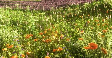 CGI Vibrant meadow filled with colorful wildflowers during sunny spring afternoon video