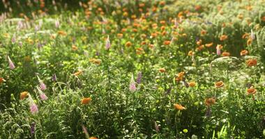 CGI Vibrant wildflower meadow blooms under bright sunlight in spring season video