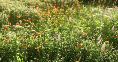 CGI Orange and purple wildflowers bloom in a vibrant spring meadow video