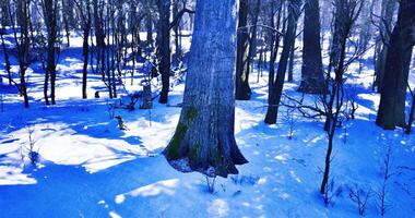 CGI Winter forest landscape featuring snow covered trees and serene atmosphere video