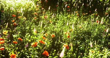 CGI Bright wildflower field in spring with vibrant colors under sunlight video