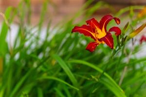 Vibrant red lily blooms amidst lush green foliage in a serene garden setting during a sunny afternoon photo