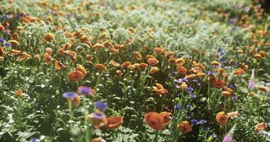 CGI Colorful flowers bloom in a vibrant garden under bright sunlight during spring video