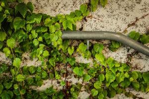 Nature intertwines with metal on a rustic urban wall adorned with vibrant green vines in daylight photo