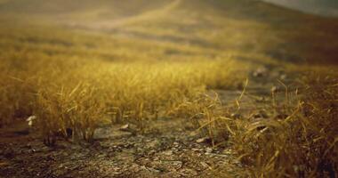 CGI Golden grass swaying gently in the breeze on a sunlit hilltop video