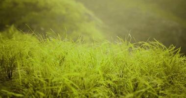 CGI Lush green grass sways gently in the morning light on a hillside video