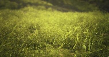 CGI Lush green grass sways gently in a vibrant field during sunny daylight hours video