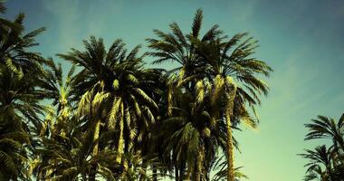 CGI Majestic palm trees swaying under a clear blue sky during daytime video