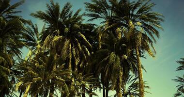 CGI Lush palm trees under a clear blue sky in a tropical paradise setting video