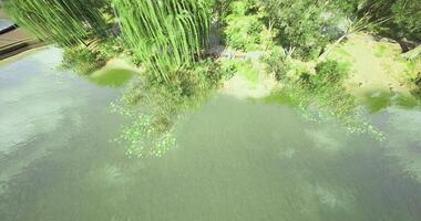CGI Lush greenery and tranquil waters in a serene natural landscape during daytime video