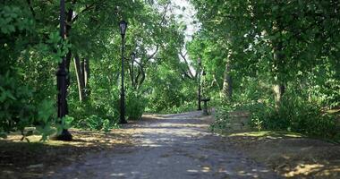 CGI Serene pathway through a lush green park illuminated by lampposts video