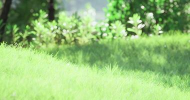 CGI Vibrant green grass under soft sunlight in a serene garden setting video