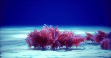 CGI Vibrant underwater scene with colorful coral in a clear ocean environment video
