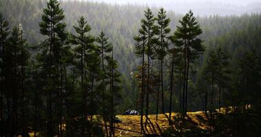 CGI Vibrant forest landscape with tall trees and misty mountains in the background video
