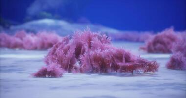 CGI Coral reef under water showcasing colorful pink coral formations in deep ocean video