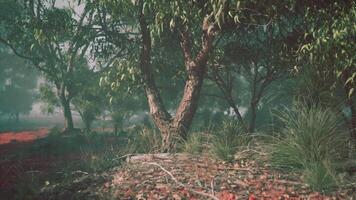 CGI Dense Forest With Trees and Grass video
