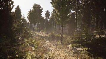 CGI Forest path in Canada showcasing sunlight filtering through trees video