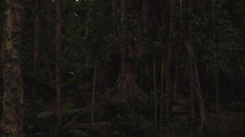 CGI Dense jungle landscape at twilight with towering trees and foliage video