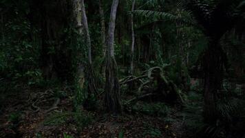 CGI Dense tropical forest shrouded in darkness with lush vegetation in evening video