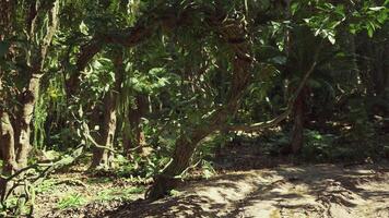 CGI Lush rainforest scene in Peru with twisting vines and dense foliage video