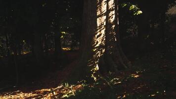 CGI Sunlight filtering through trees creates shadows on the forest floor video