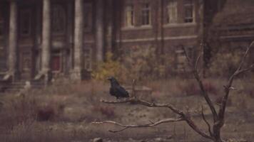 CGI Raven perched on a branch in front of an abandoned building during twilight video