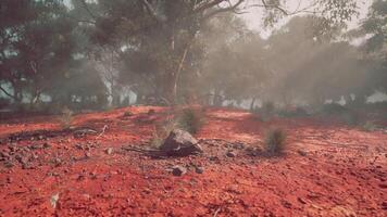 CGI Red Dirt Field With Background Trees video