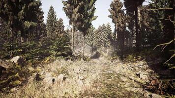 CGI Forest trail in Norway surrounded by tall trees and greenery in daylight video