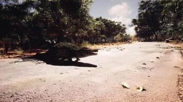 CGI Crocodile crossing a deserted road surrounded by trees in bright daylight video