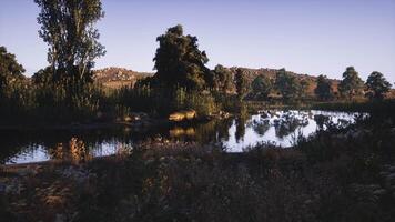 CGI Crocodile resting near calm waters in a serene natural landscape video