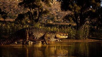 CGI Crocodile walking along the waters edge in a serene natural setting video