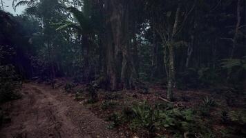CGI Exploring a dense tropical rainforest path during the early morning glow video