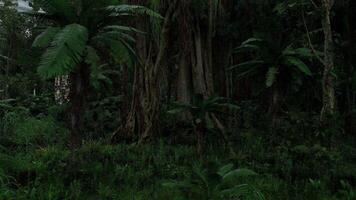 CGI Lush green jungle with dense vegetation and towering trees during dusk video