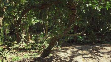 CGI Exploring the lush and vibrant ecosystem of the Peruvian rainforest video
