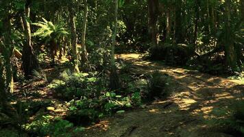 CGI Exploring a lush green forest path in Argentina during the daytime video
