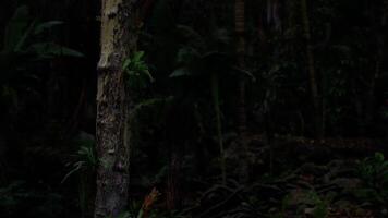 CGI Dark forest setting with a solitary tree illuminated by dim light video