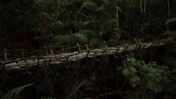 CGI Venezuela forest pathway connecting nature and jungle surroundings video
