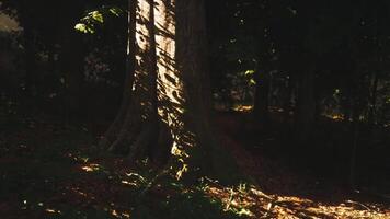 CGI Sunlight filtering through trees creating shadows on a forest floor at dusk video