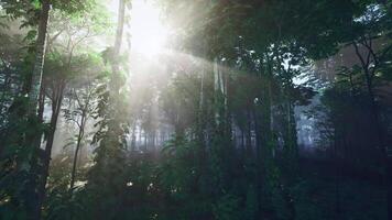 CGI Sun Shines Through Trees in Forest video