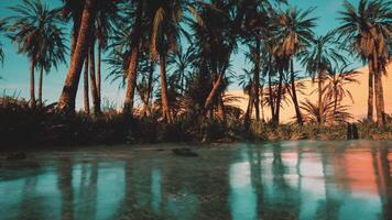 CGI Palm Trees Surrounding Tropical Water Body video