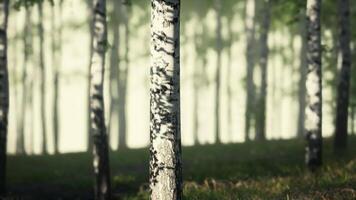 CGI Sunlight Filtering Through Birch Forest at Dawn video