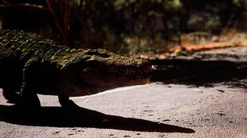 CGI Crocodile walking along a pathway in the evening light near wetland area video
