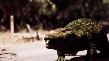 CGI Crocodile walking on a path in natural habitat during daytime video