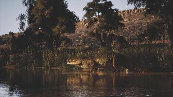 CGI Crocodile resting by the water in a serene natural environment during sunset video